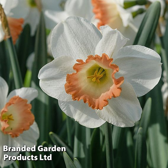 Narcissus 'Pink Pride'