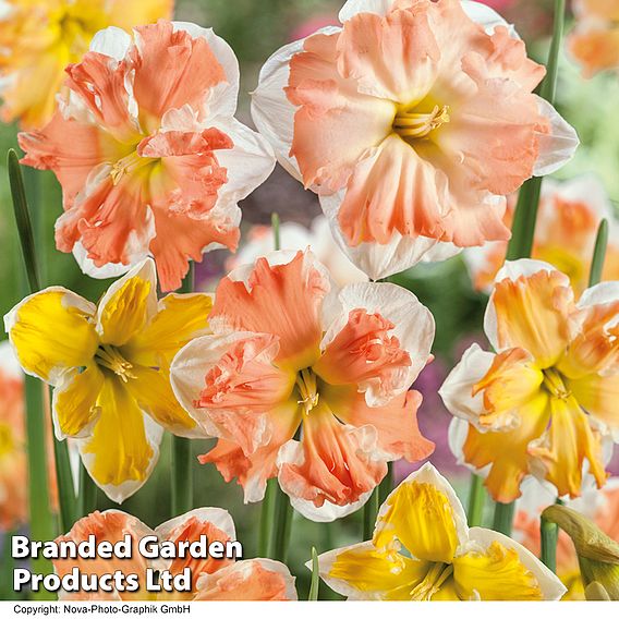Narcissus 'Rainbow Butterflies' Mixed