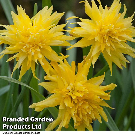 Narcissus 'Rip Van Winkle'
