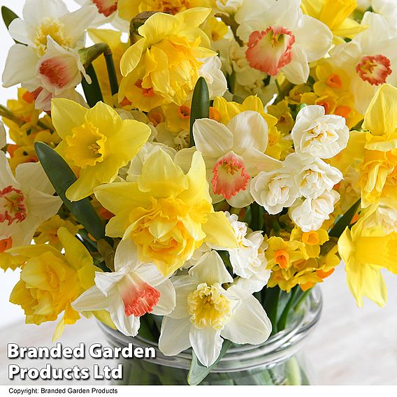 Narcissus 'Sweet Aroma Mixed'