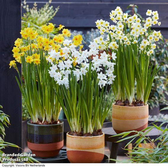Narcissus 'Tazetta Mix'