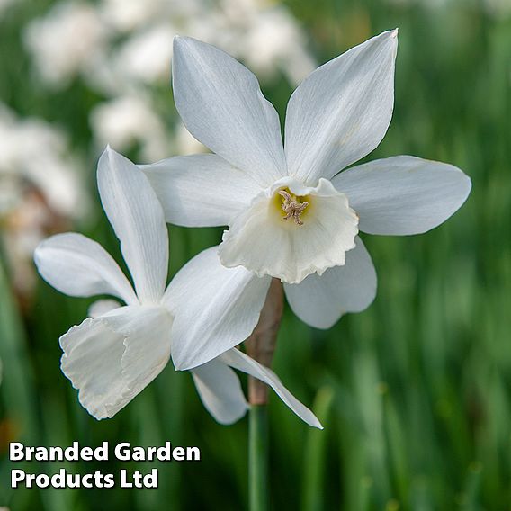 Narcissus 'Thalia'