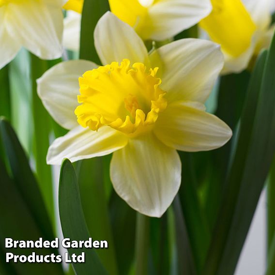 Narcissus 'Topolino'