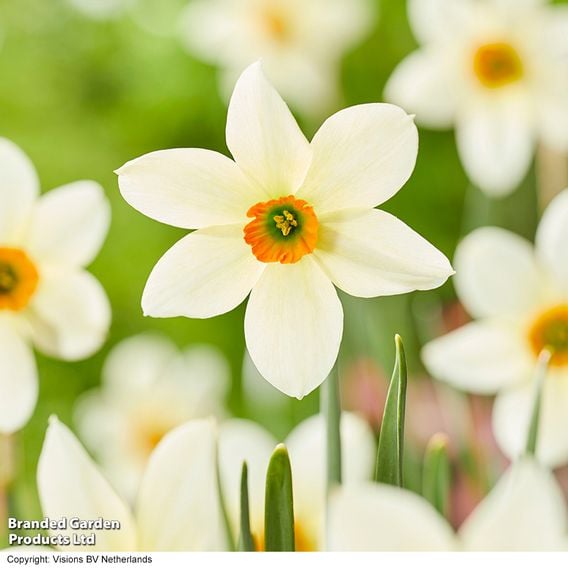 Narcissus 'Viridi 2'