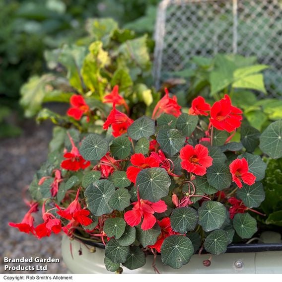 Nasturtium 'Coral Reef' - Seeds