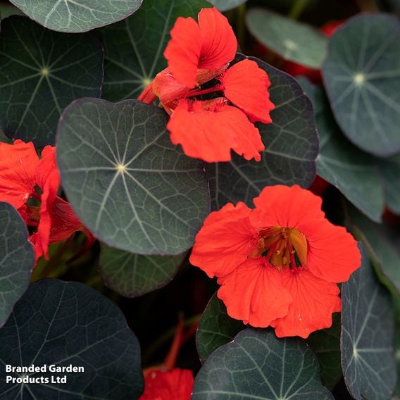 Nasturtium 'Coral Reef' - Seeds