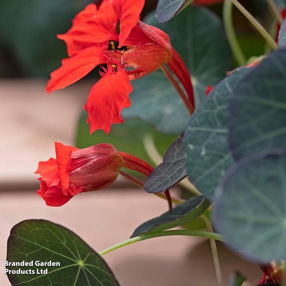 Nasturtium 'Coral Reef' - Seeds