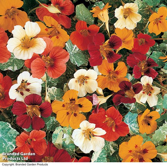 Nasturtium 'Jewel Mix' - Seeds