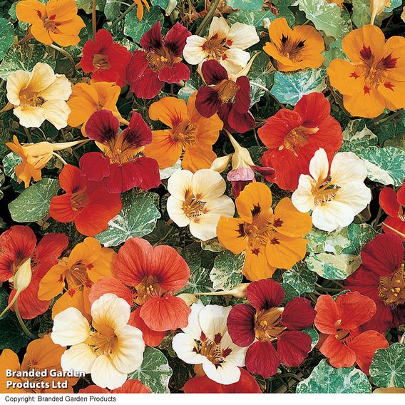 Nasturtium 'Jewel Mix' - Seeds