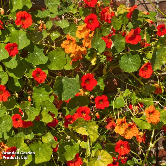 Nasturtium 'Jewel Mix' - Seeds
