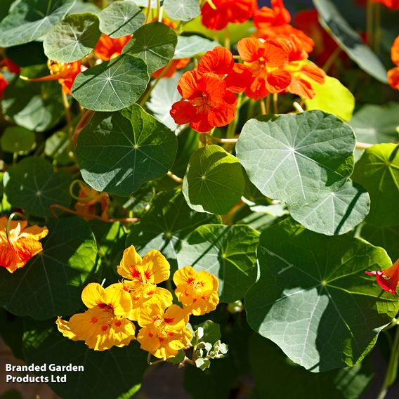 Nasturtium 'Jewel Mix' - Seeds