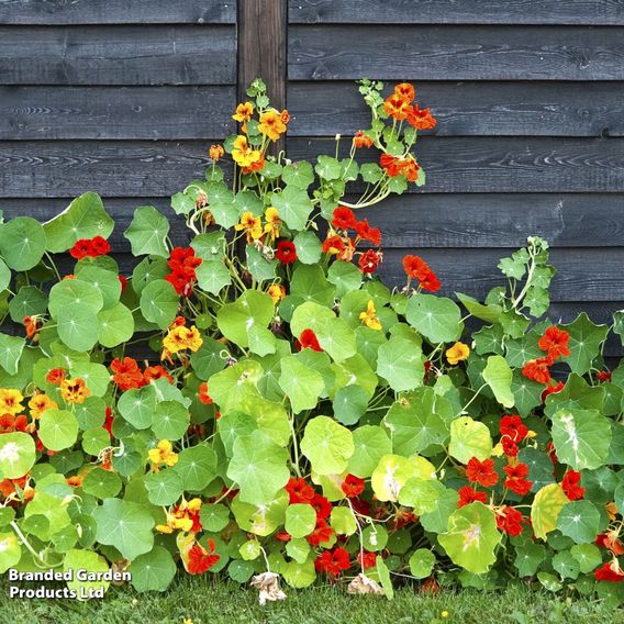 Nasturtium 'Jewel Mix' - Seeds