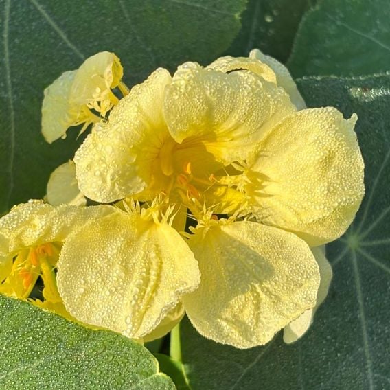 Nasturtium 'Milkmaid' - Seeds