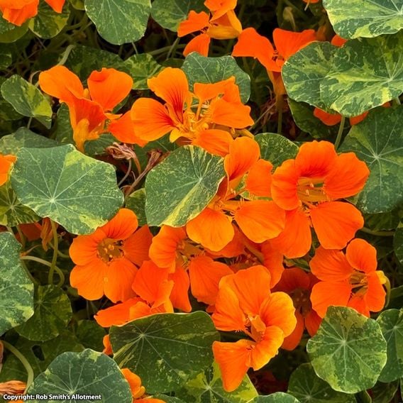Nasturtium 'Orange Troika' - Seeds