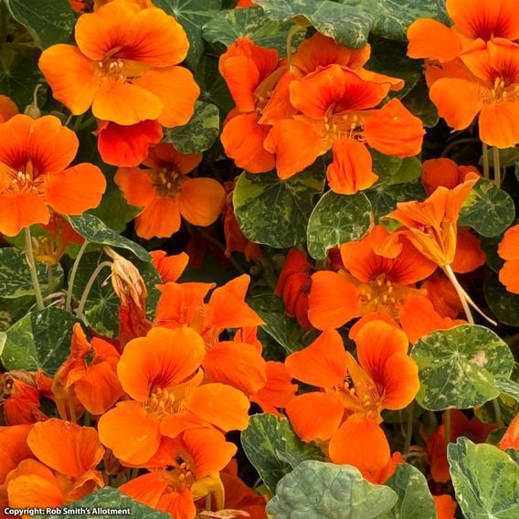 Nasturtium 'Orange Troika' - Seeds