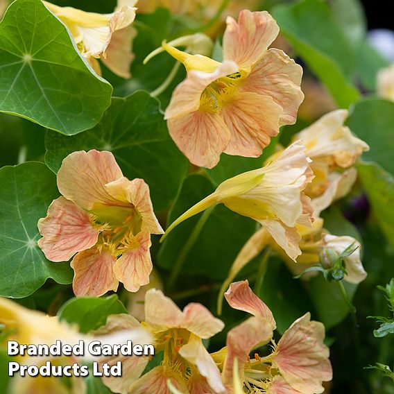 Nasturtium 'Tip Top Pink Blush' - Seeds