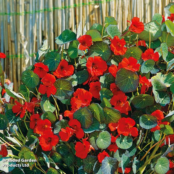 Nasturtium 'Princess of India' - Seeds