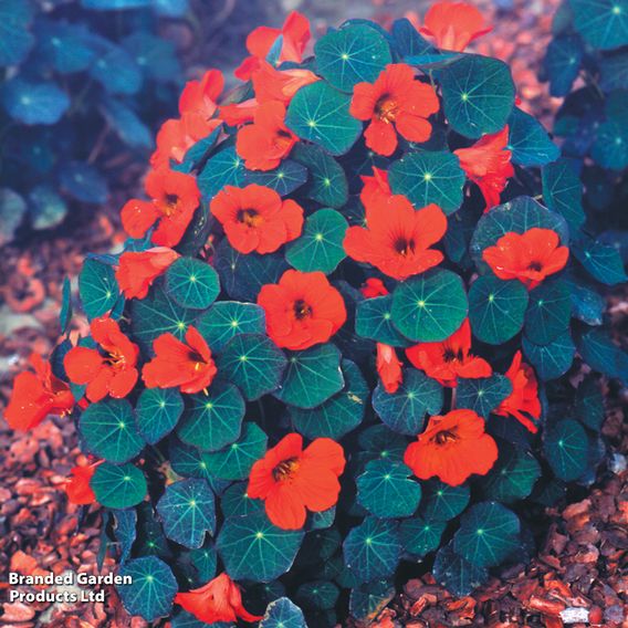 Nasturtium 'Princess of India' - Seeds