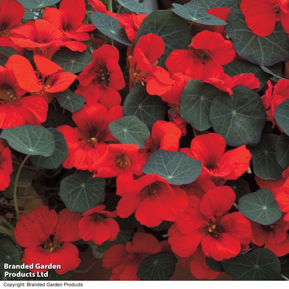 Nasturtium 'Princess of India' - Seeds