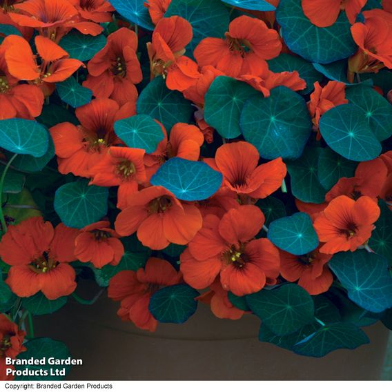 Nasturtium 'Princess of India' - Seeds