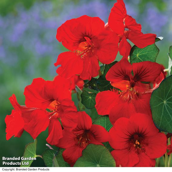 Nasturtium 'Princess of India' - Seeds