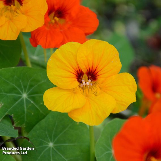 Nasturtium 'Tropical Mix' - Seeds
