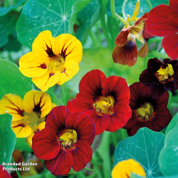 Nasturtium 'Tropical Mix' - Seeds