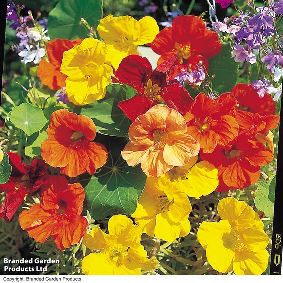 Nasturtium 'Tropical Mix' - Seeds