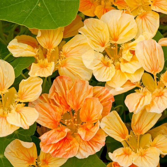 Nasturtium 'Whirlybird Apricot' - Seeds