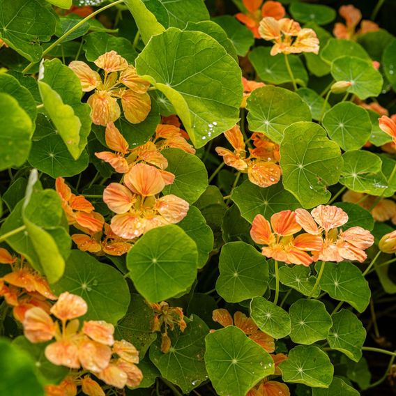 Nasturtium 'Whirlybird Apricot' - Seeds