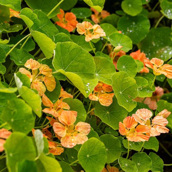 Nasturtium 'Whirlybird Apricot' - Seeds
