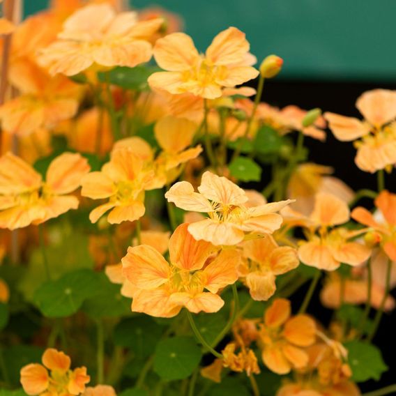 Nasturtium 'Whirlybird Apricot' - Seeds