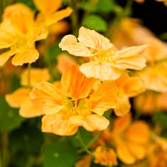 Nasturtium 'Whirlybird Apricot' - Seeds