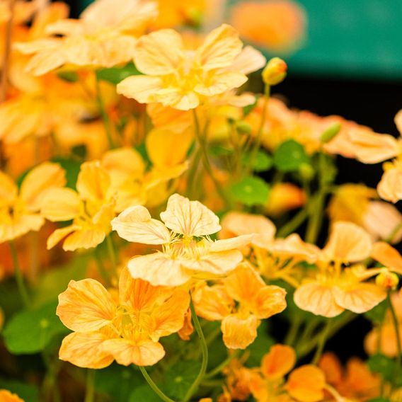 Nasturtium 'Whirlybird Apricot' - Seeds