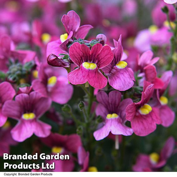 Nemesia 'Most Scented Melody Raspberry'