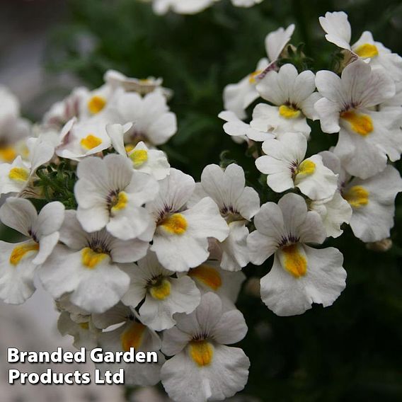 Nemesia Nesia White