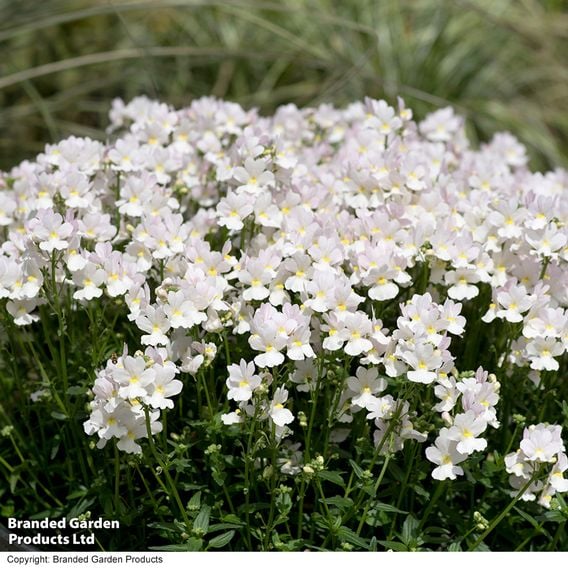 Nemesia 'Wisley Vanilla'