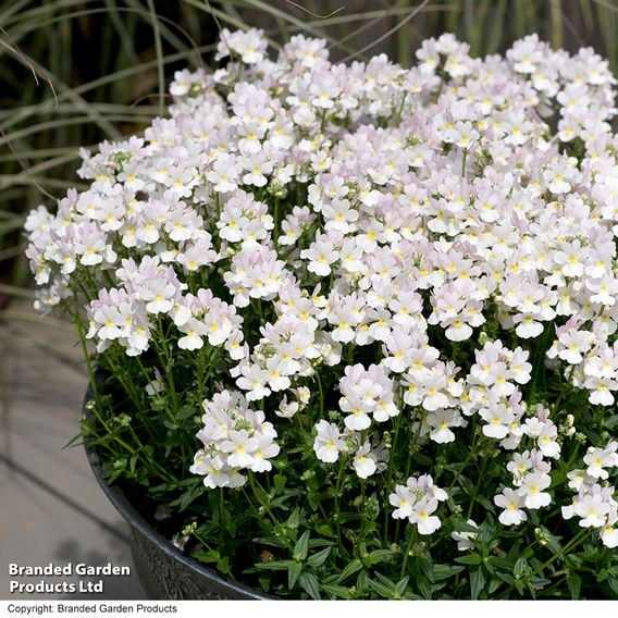 Nemesia 'Wisley Vanilla'