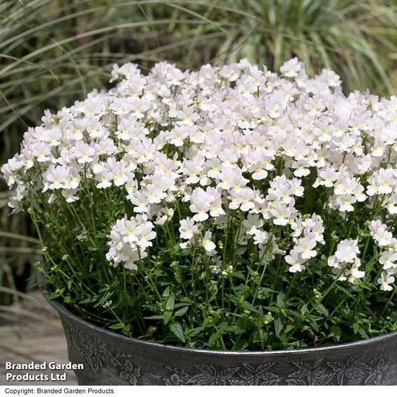 Nemesia 'Wisley Vanilla'