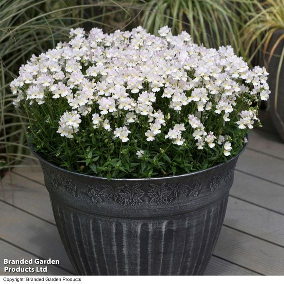 Nemesia 'Wisley Vanilla'