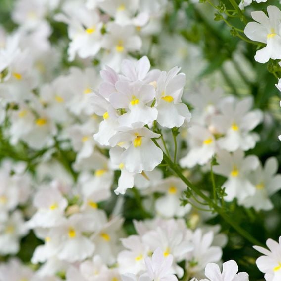 Nemesia 'Wisley Vanilla'