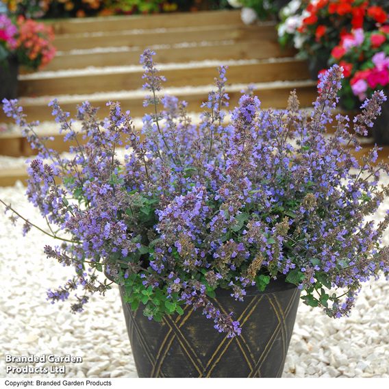 Nepeta x faassenii