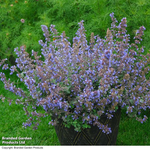 Nepeta x faassenii