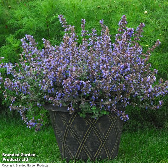 Nepeta x faassenii