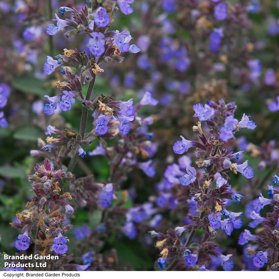 Nepeta x faassenii