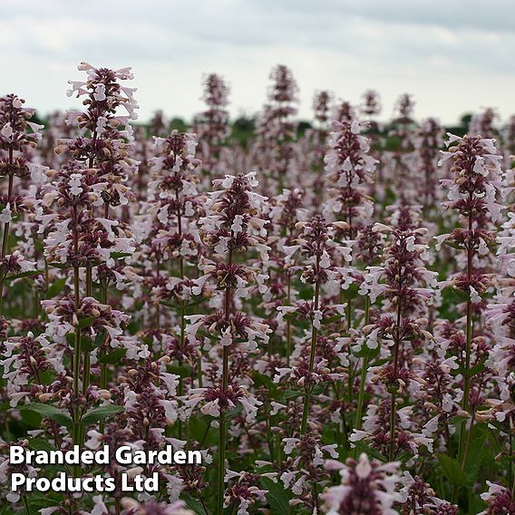Nepeta nervosa 'Pink Candy'