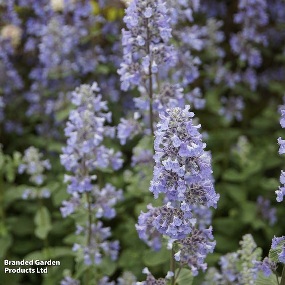 Nepeta grandiflora 'Summer Magic'