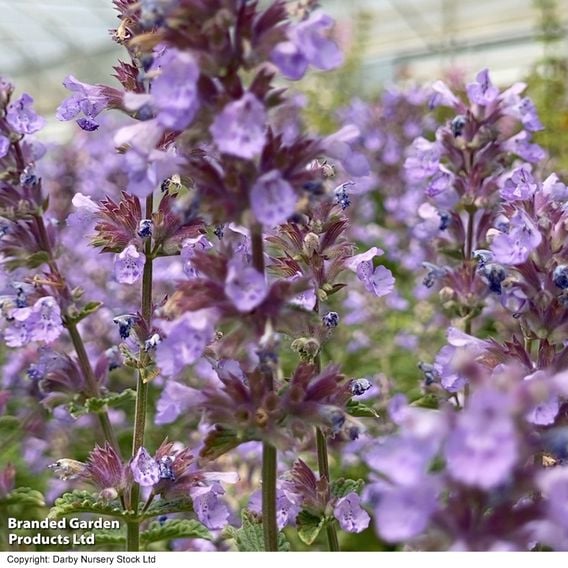 Nepeta hybrid 'Cat's Pajamas'