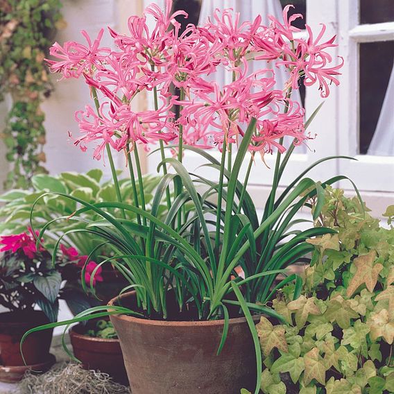 Nerine bowdenii 'Pink'