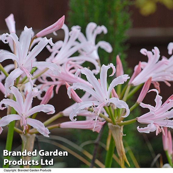 Nerine bowdenii 'Stefani'